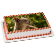 Cat Outdoors Edible Cake Topper Image ABPID50261 Supply