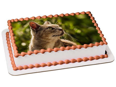 Cat Outdoors Edible Cake Topper Image ABPID50261 Supply