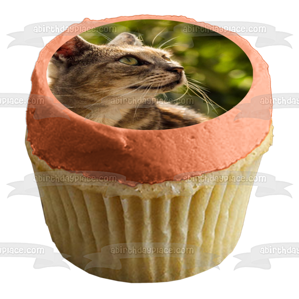 Cat Outdoors Edible Cake Topper Image ABPID50261 Supply