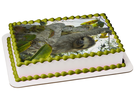 Sloth In a Tree Edible Cake Topper Image ABPID49798 Online now