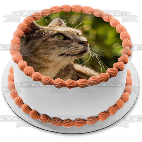 Cat Outdoors Edible Cake Topper Image ABPID50261 Supply