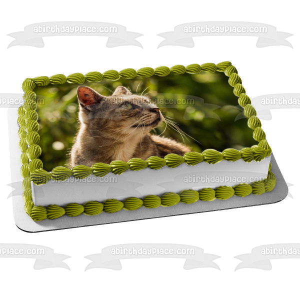 Cat Outdoors Edible Cake Topper Image ABPID50261 Supply